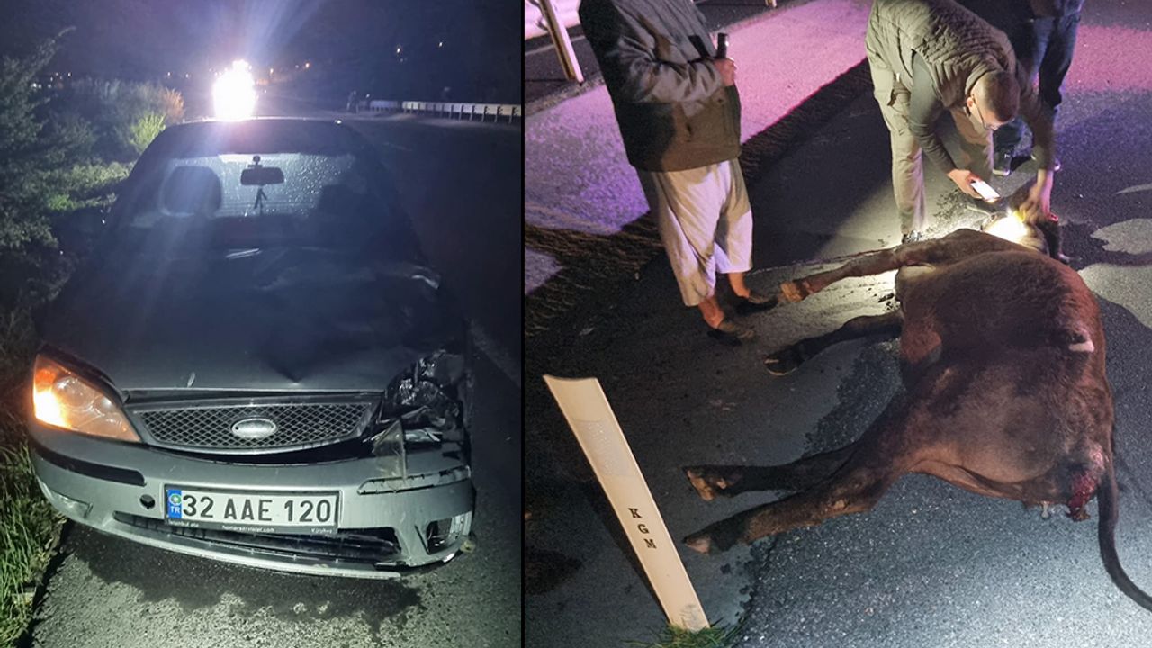 Otomobil Büyükbaş Hayvana Çarptı