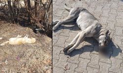 Yeşilköy Mahallesi’nde Sokak Köpekleri Zehirlenerek Öldürüldü