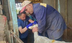 İlçe Tarım Ekiplerinden Küçükbaşa Yakın Takip