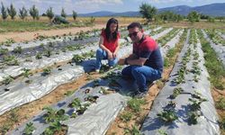 Çakıllar Mahallesi’nde Çilek Rekoltesini İnceledi