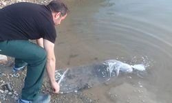 42 Bin Yavru Balık Göletlere Bırakıldı