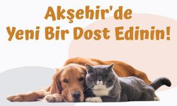 Sahipsiz Hayvanlar İçin Dijital Çözüm