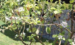 Tuzlukçu’da Elma Ağaçları Şaşırtıyor