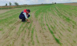 Hububat Ekimleri Yerinde İncelendi