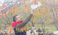 Akdeniz Meyve Sineği Ari Alan Kontrolleri Tamamlandı