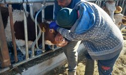 Gölçayır’da Şap ve Brucella Aşılamaları Tamamlandı