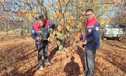 Akşehir Kirazında Saha İncelemeleri Sürüyor