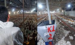 Kanatlı İşletmelerde Denetimler Devam Ediyor