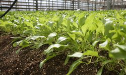 Konya Şeker, Pancar Testlerinde Dünya Liginde