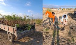 Tuzlukçu Bademliği Her Geçen Gün Büyüyor