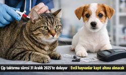 Kedi ve Köpek Sahiplerine Çip Uyarısı: Son 5 Gün