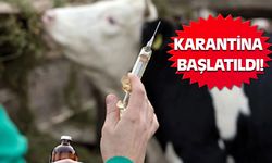 Akşehir Engili Mahallesi'nde Şap Hastalığı Alarmı!