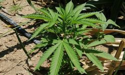 Kenevir Operasyonunda Bir Göz Altı