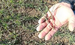 Akşehir’de Sürdürülebilir Tarım Üretimi İçin Teknik Destek