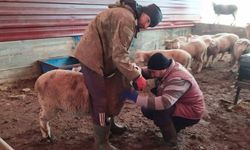 Şap Hastalığına Yönelik Sero-Survey Çalışmaları Tamamlandı