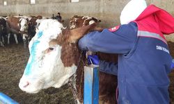 İlçe Tarım’dan Ari İşletmelere Tüberkülin Testi Uygulaması