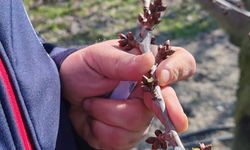 Meyve Bahçelerinde Erken Bahar Kontrolleri Sürüyor