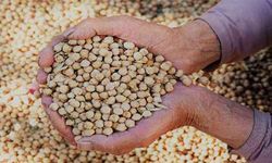 Hibe Destekli Azkan Nohut Tohumu Başvuruları Başladı