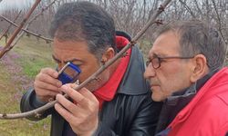 Meyve Bahçelerinde İlkbahar Mesaisi Başladı