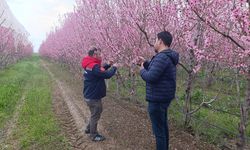 Zirai Don Riskine Karşı Saha Çalışmaları Sürüyor