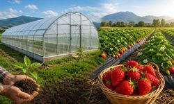 Sera ve Çilek Projeleri İçin Başvurular Başladı