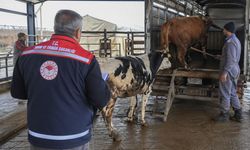 İlçe Tarım’dan Hayvan Sevkine Sıkı Denetim Uyarısı