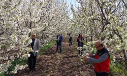 Akşehir’de Kiraz Çiçekleri Açtı, Rekolte Umudu Arttı