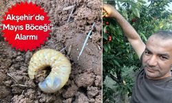 Kiraz ve Meyve Ağaçları Tehdit Altında