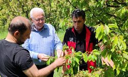 Kiraz Bahçelerinde Verim Yüz Güldürüyor