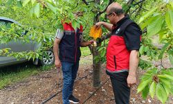 Kiraz ve Elma Bahçelerinde Zararlı Takibi Sürüyor