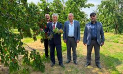 Kiraz Bahçelerinde Hasat ve Kalite İncelemesi