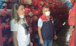 İstiridye Mantarı Üretiminde Kalite ve Hijyen Denetimi