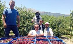 İsmet Paşa Kirazında İlk Hasat Yapıldı