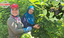 Akşehir’de Tarımın Yeni Yıldızı Böğürtlen