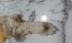 Akşehir’de Ekmekten Yine Böcek ve Kemik Çıktı!