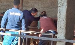 Akşehir’de İthal Besilik Hayvanlara Sağlık Kontrolü