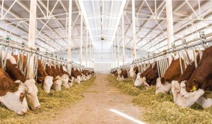 Akşehir’de 'Yeni Büyükbaş Hayvancılık İşletmesi' Açmak Yasaklandı!