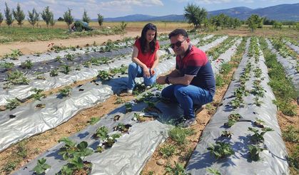 Çakıllar Mahallesi’nde Çilek Rekoltesini İnceledi