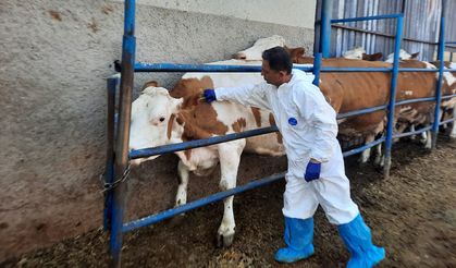 Adsız Mahallesi'nde Şap Aşılaması Başladı