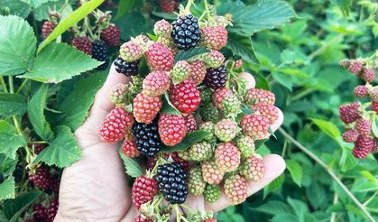 Ahududu ve Böğürtlen Hasadı Başladı