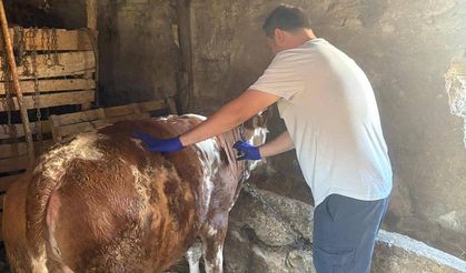 Büyükbaş Hayvanlarda Aşılama Çalışmaları Devam Ediyor