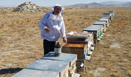 Arılı Kovan Destekleme Sayımları Devam Ediyor