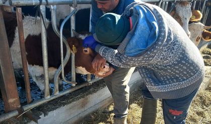 Gölçayır’da Şap ve Brucella Aşılamaları Tamamlandı