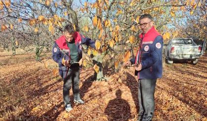 Akşehir Kirazında Saha İncelemeleri Sürüyor