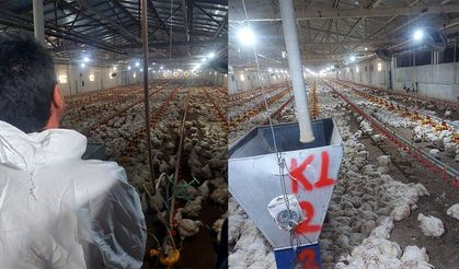 Kanatlı İşletmelerde Denetimler Devam Ediyor