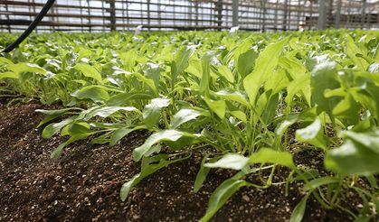 Konya Şeker, Pancar Testlerinde Dünya Liginde