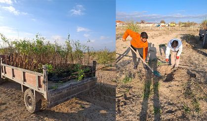 Tuzlukçu Bademliği Her Geçen Gün Büyüyor