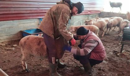 Şap Hastalığına Yönelik Sero-Survey Çalışmaları Tamamlandı