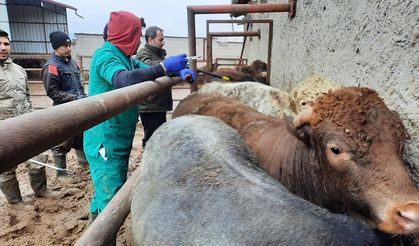 İthal Besilik Hayvanlara Sıkı Denetim