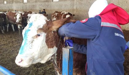 İlçe Tarım’dan Ari İşletmelere Tüberkülin Testi Uygulaması